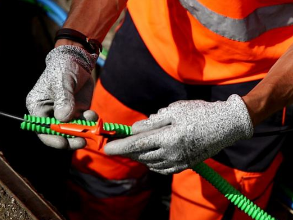 2-3 lovage en souterrain